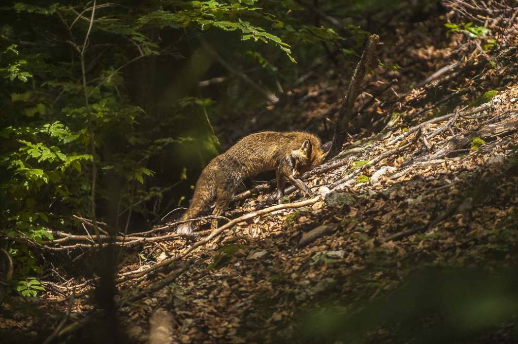 Renard commun -  Renard roux 