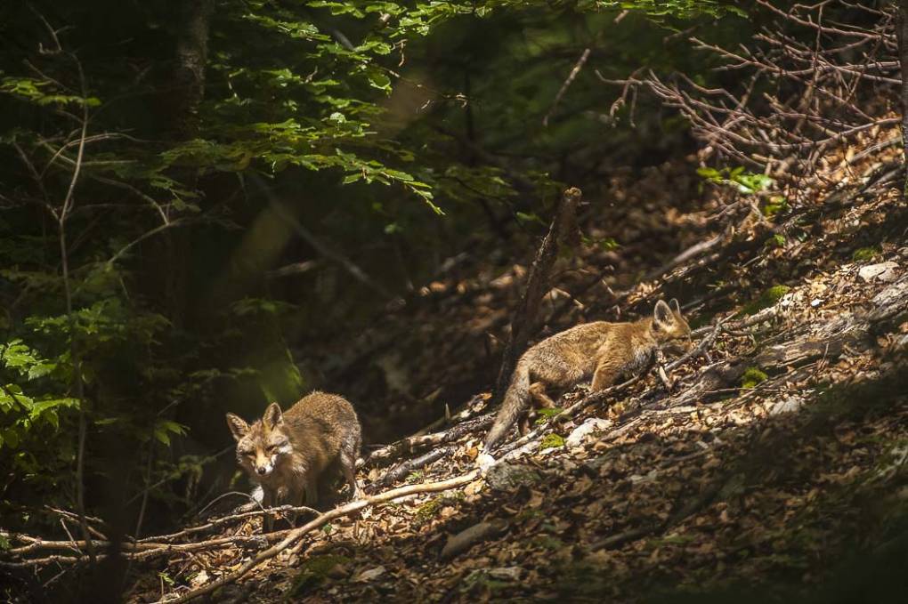 Renard commun -  Renard roux 