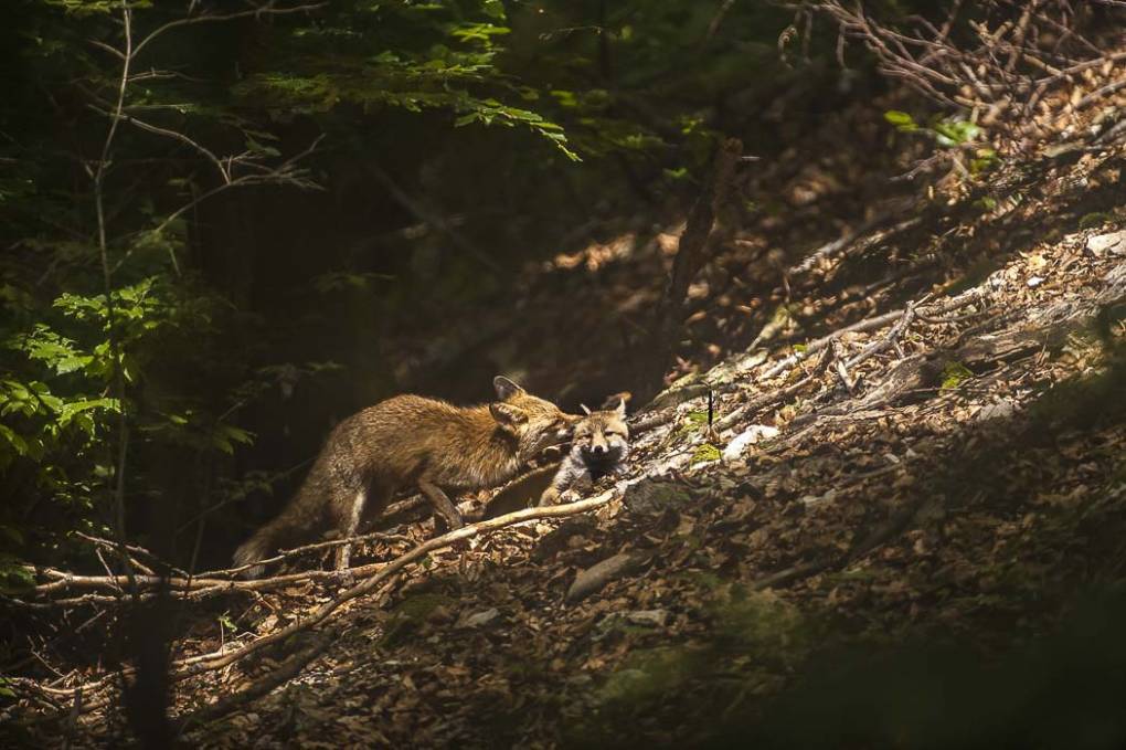 Renard commun -  Renard roux 