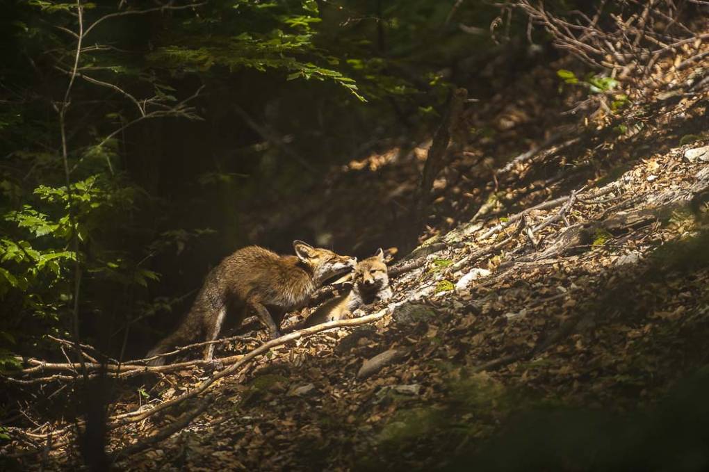 Renard commun -  Renard roux 