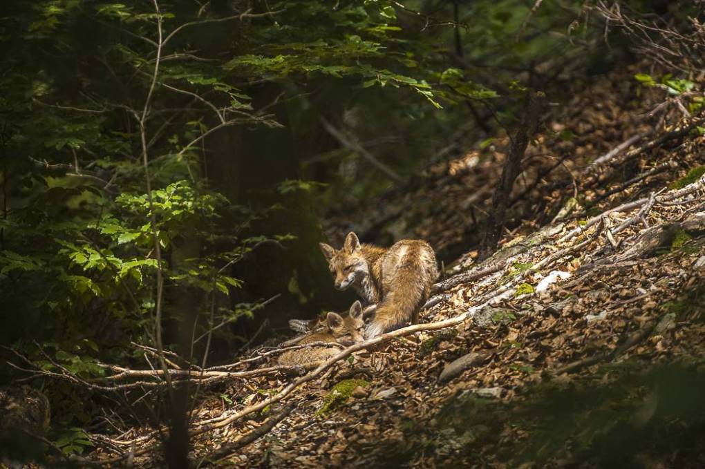 Renard commun -  Renard roux 