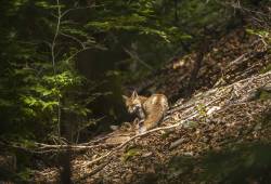 Renard commun -  Renard roux 