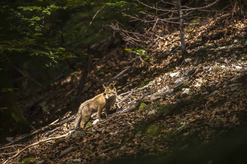 Renard commun -  Renard roux 