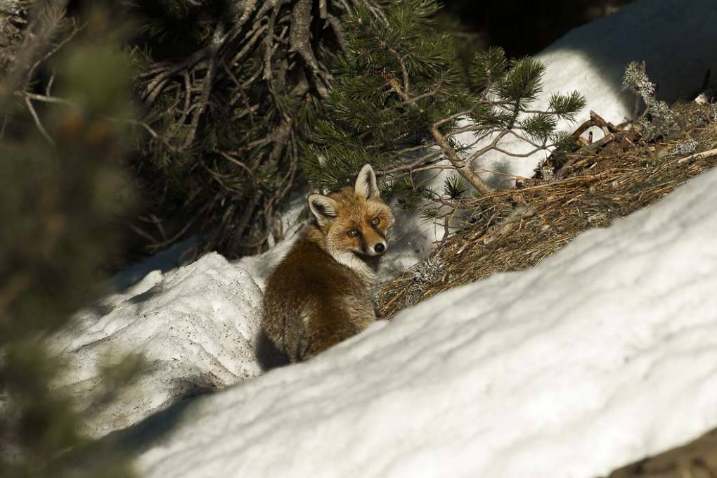 Renard commun -  Renard roux 