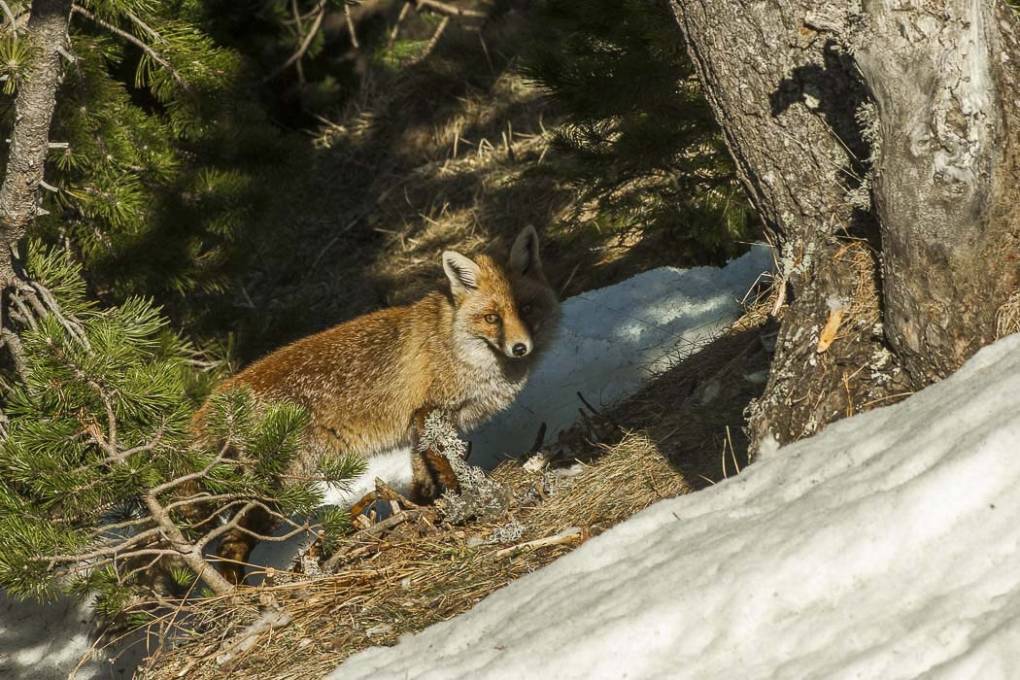 Renard commun -  Renard roux 