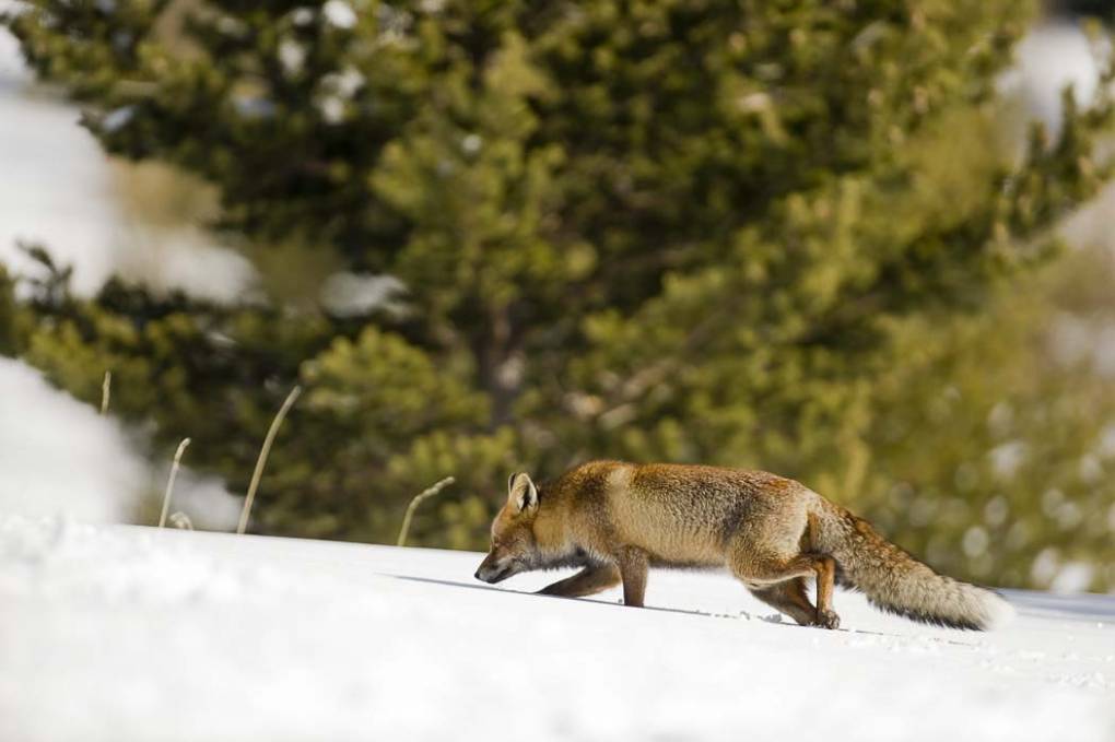 Renard commun -  Renard roux 