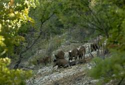 Sanglier commun - Sanglier sauvage 