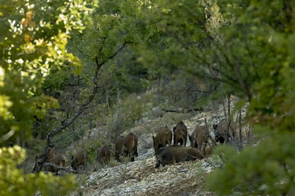 Sanglier commun - Sanglier sauvage 