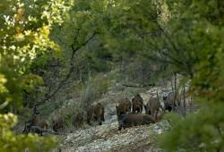 Sanglier commun - Sanglier sauvage 