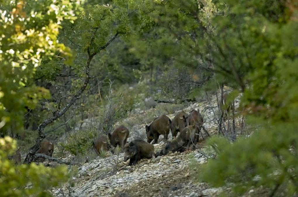 Sanglier commun - Sanglier sauvage 