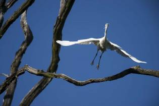 Aigrette garzette 