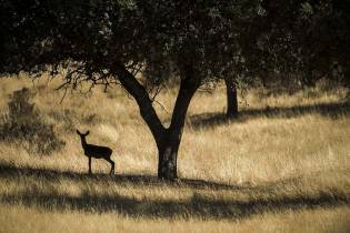 Cerf d'Europe-Elaphe (Cervus elaphus) 