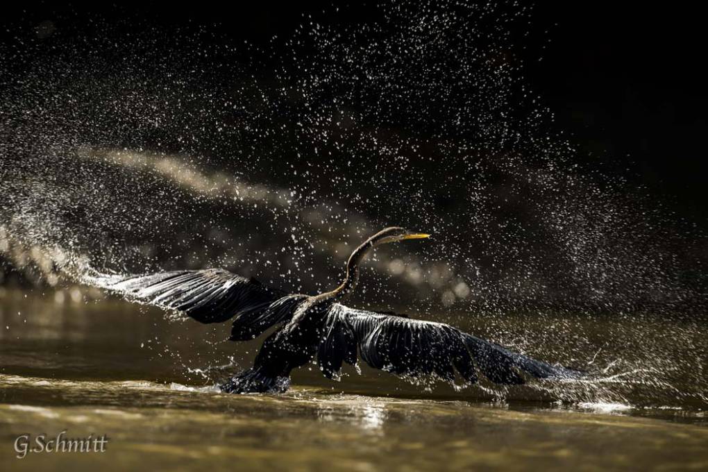 Anhinga d'Afrique au décollage.