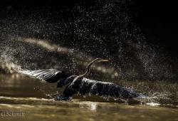 Anhinga d'Afrique au décollage.