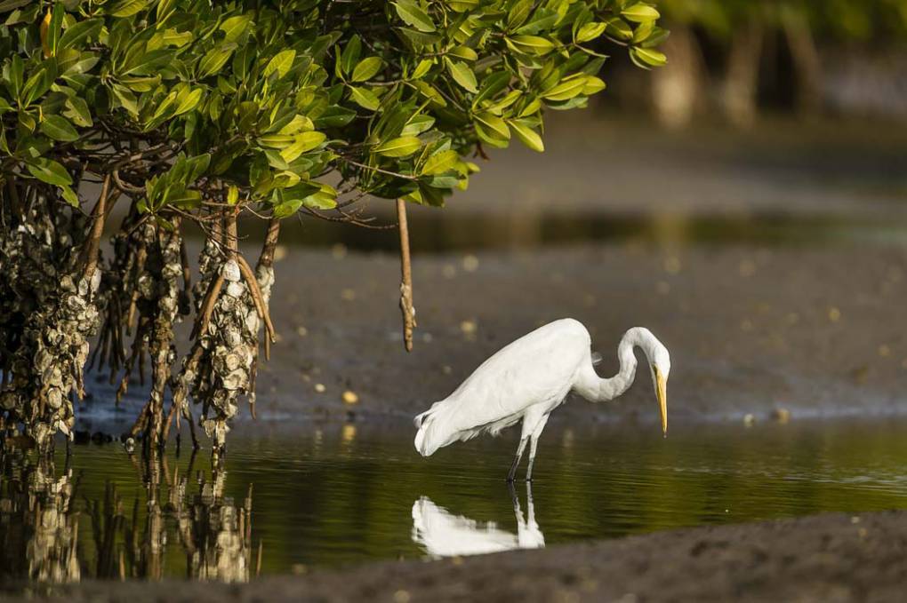 Grande Aigrette