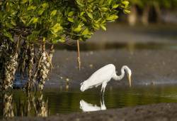 Grande Aigrette