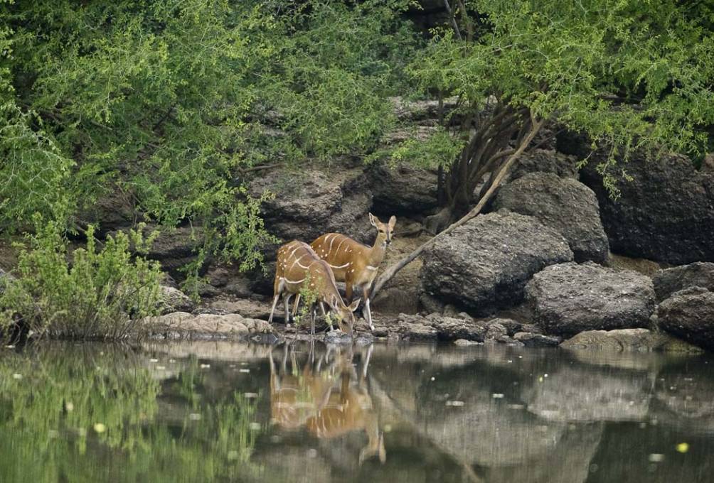 Guib harnaché (Tragelophus scriptus - bushbuck )