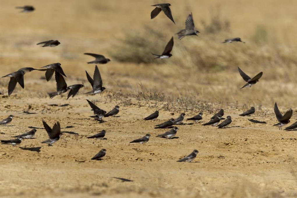 Hirondelle de rivage ( Riparia riparia - Sand Martin )