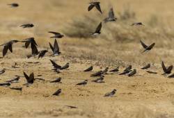 Hirondelle de rivage ( Riparia riparia - Sand Martin )