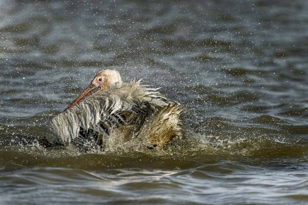 Pélican blanc (Pelecanus onocrotalus - Great White Pelican )