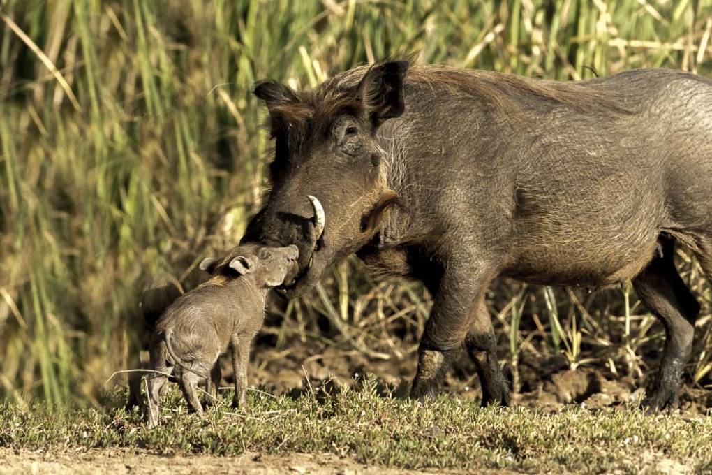 Phacochère (Phacochoerus aethiopicus - warthog )