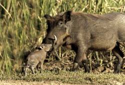 Phacochère (Phacochoerus aethiopicus - warthog )