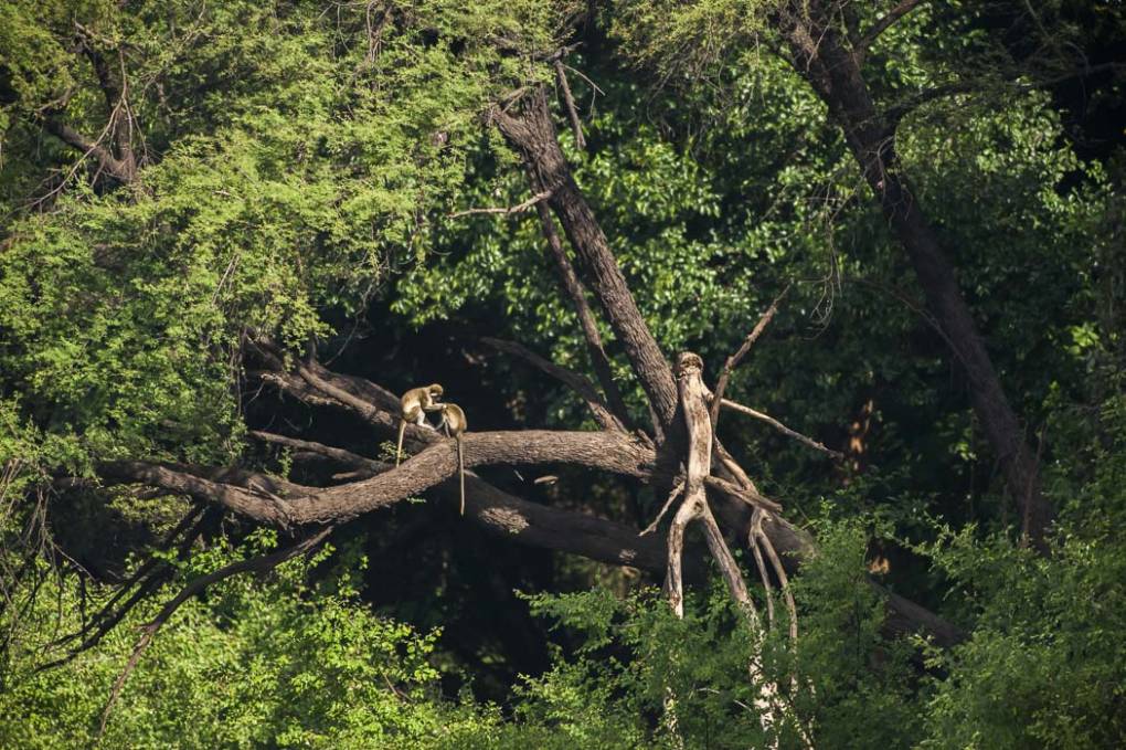 Vervet ( Cercopithecus aethiops - vervet monkey)