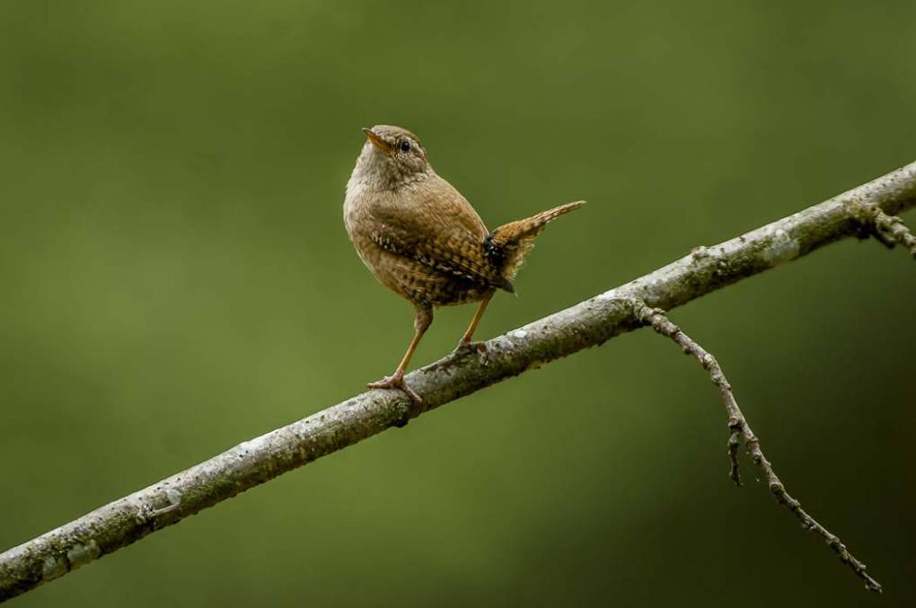 Troglodyte mignon 