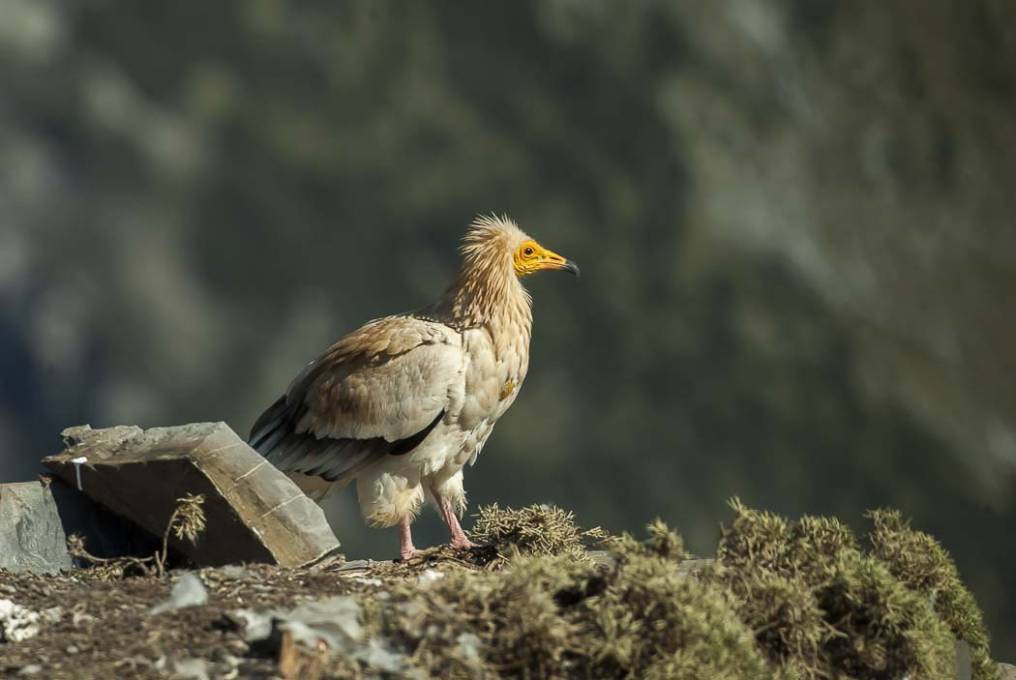 Vautour percnoptère 