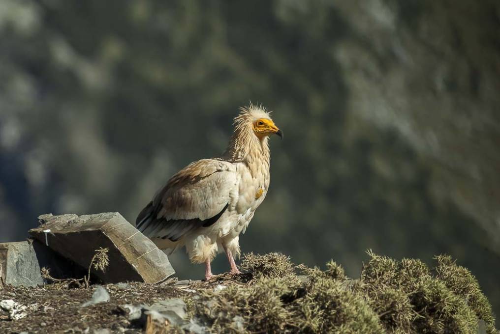 Vautour percnoptère 