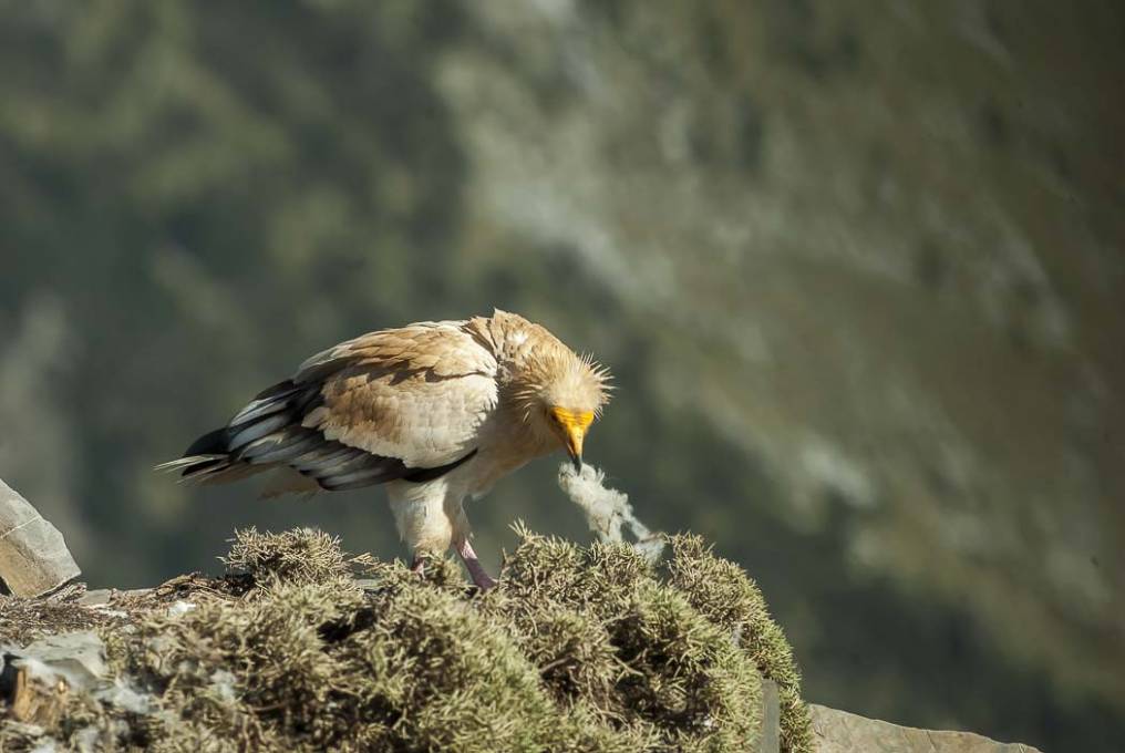 Vautour percnoptère 