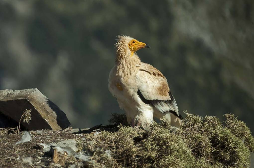 Vautour percnoptère 