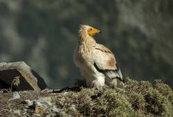 Vautour percnoptère 