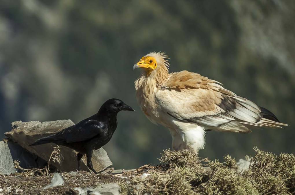 Vautour percnoptère 