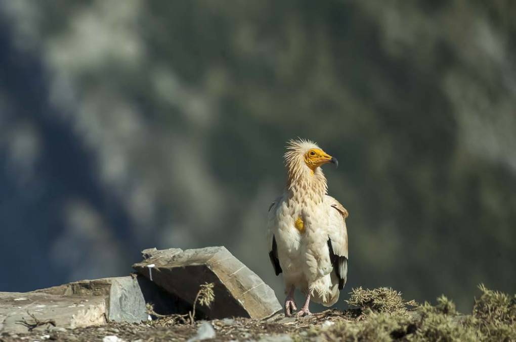 Vautour percnoptère 