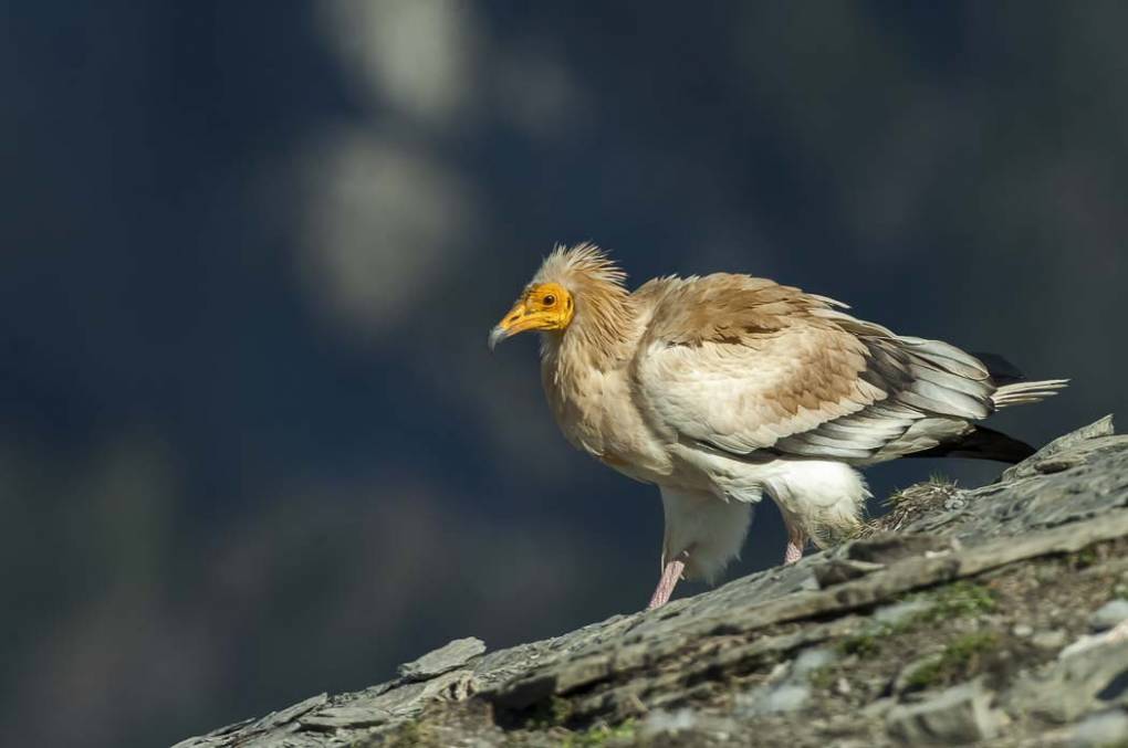 Vautour percnoptère 