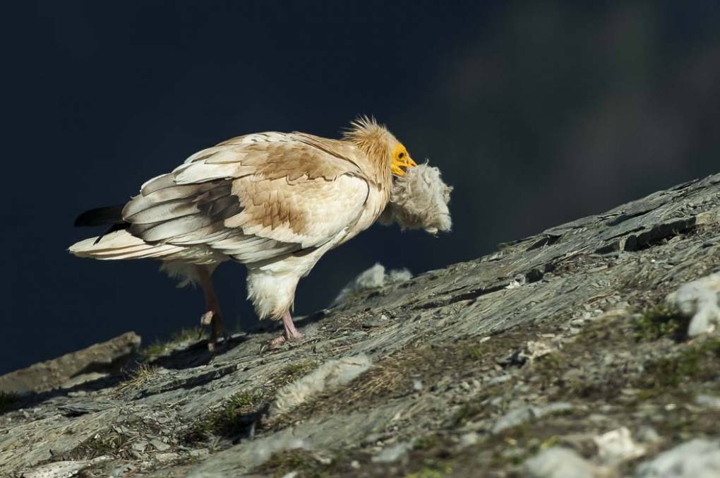 Vautour percnoptère 