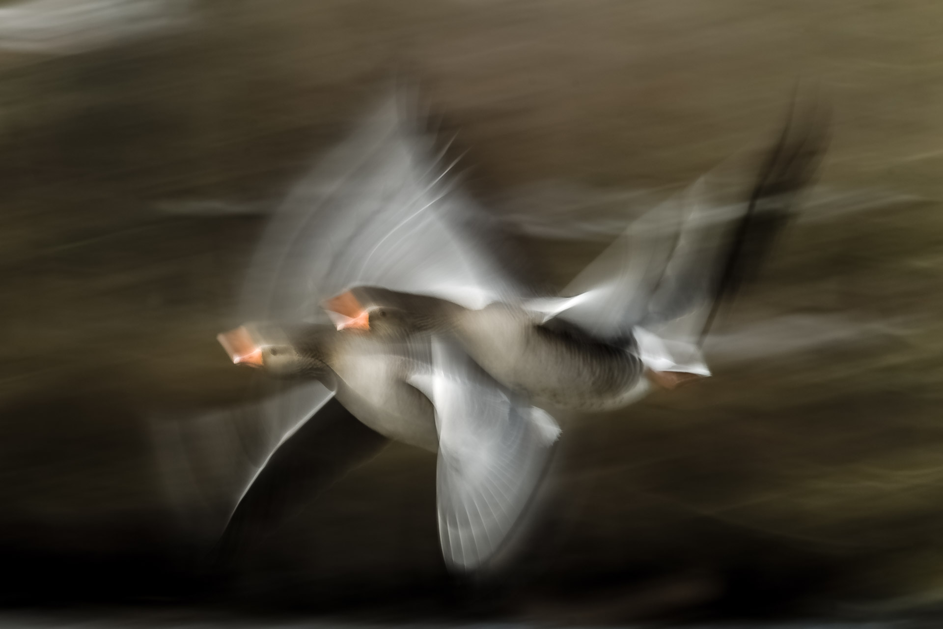 Décollage des oies cendrée (Anser anser - Greylag Goose )