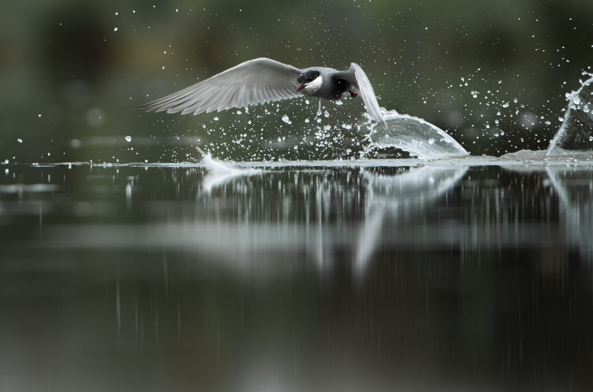 Sterne pierregarin (Sterna hirundo_Common Tern)