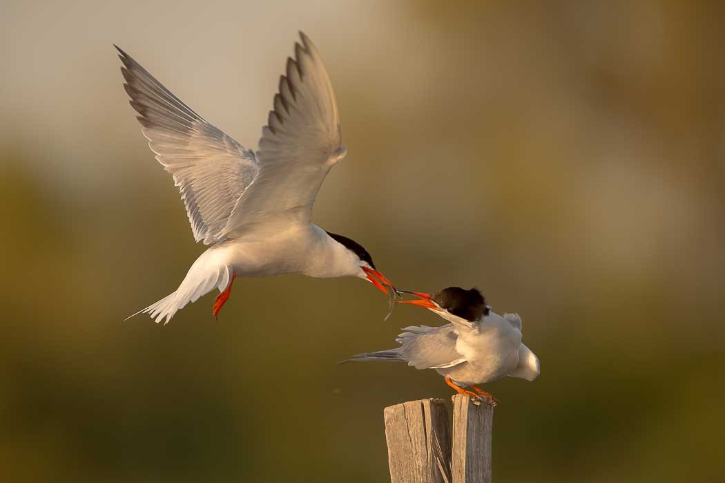 Sterne pierregarin (Sterna hirundo - Common Tern)